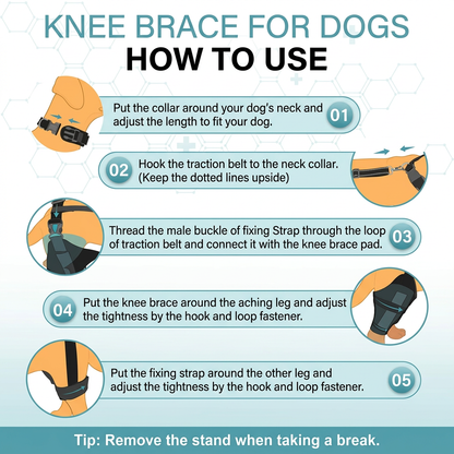 HindGuard™ ACL Knee Brace for Dogs