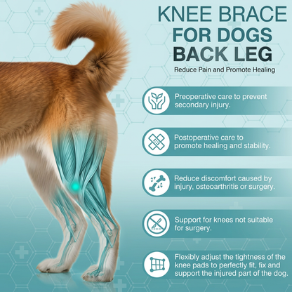 HindGuard™ ACL Knee Brace for Dogs